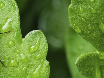 Pupas de formiga produzem 'leite' que nutre larvas e adultos, revela estudo