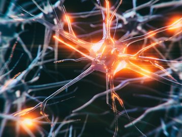 Cientistas criam minicérebros usando células de pessoas com esquizofrenia