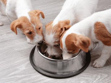 7 itens indispensáveis para quem tem cachorro