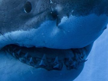 Tubarão: Steven Spielberg lamenta impacto do filme no ecossistema marinho