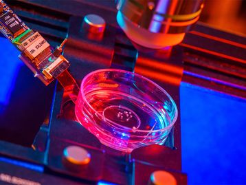 Cérebros humanos artificiais implantados em ratos reagem à luz 