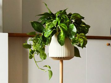'Superplanta' transgênica pode purificar o ar da sua casa 