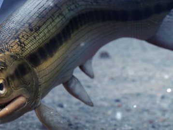 Cérebro mais antigo de vertebrado já encontrado tem 319 milhões de anos