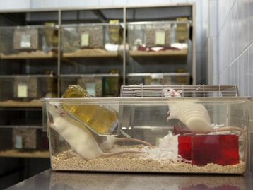 Conselho nacional proíbe uso de animais em testes de cosméticos