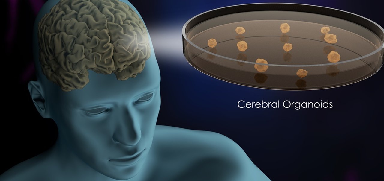 Cientistas projetam biocomputadores com células cerebrais humanas