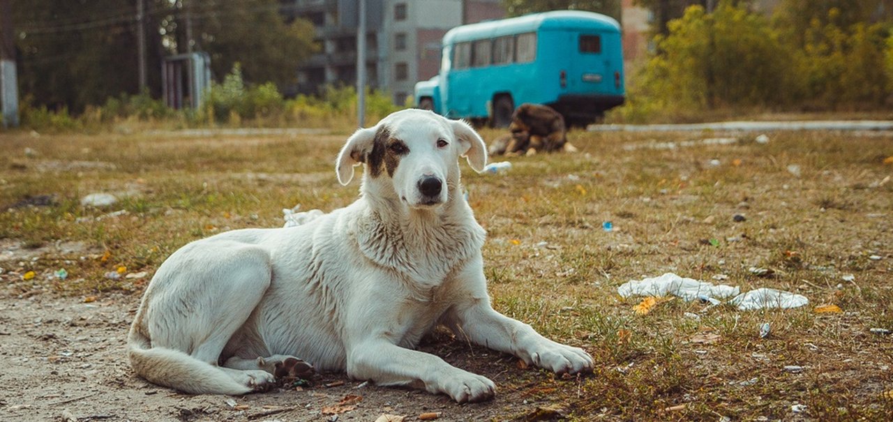 Cães de Chernobyl se tornaram 'geneticamente distintos', diz estudo