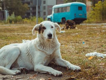 Cães de Chernobyl se tornaram 'geneticamente distintos', diz estudo