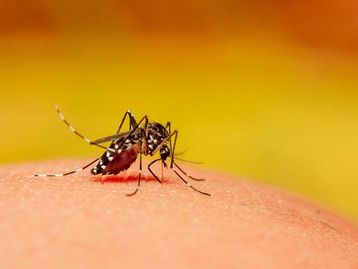 Risco de dengue na Europa cresce com mudanças climáticas