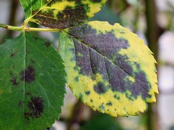 Sensores vestíveis monitoram a saúde das plantas em tempo real