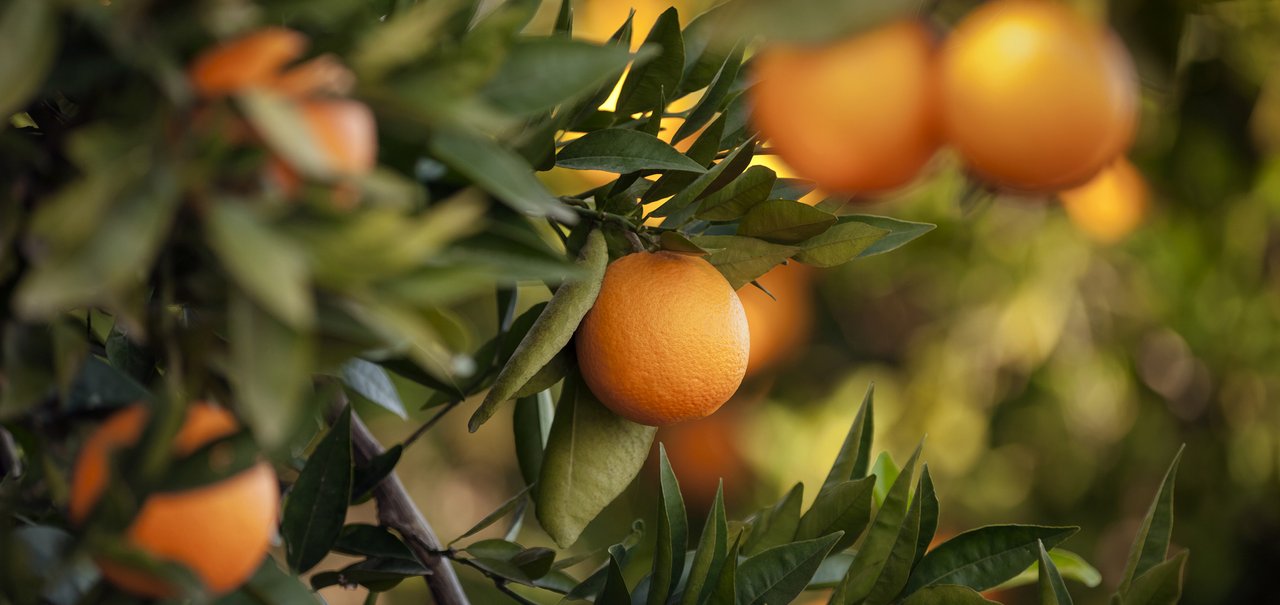 Dieta rica em vegetais coloridos pode melhorar desempenho de atletas