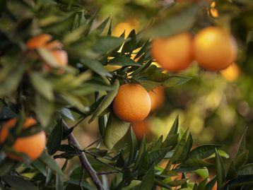 Dieta rica em vegetais coloridos pode melhorar desempenho de atletas
