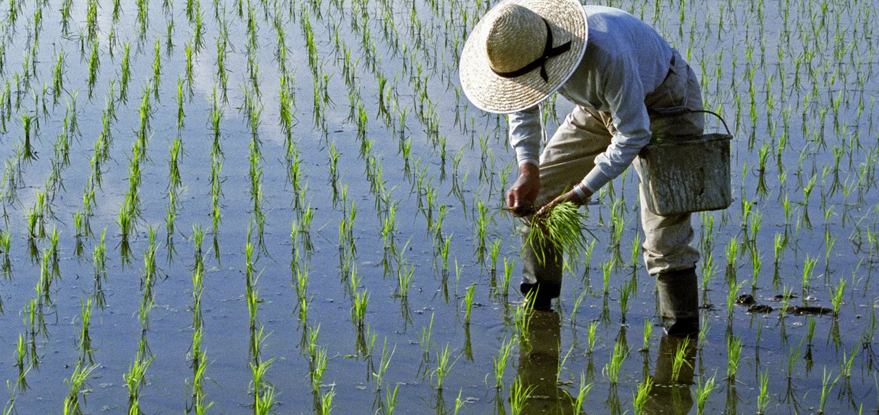 Você precisa lavar o arroz antes de cozinhar? O que diz a ciência?