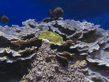 Como as placas tectônicas impulsionam o crescimento da biodiversidade marinha