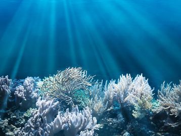 Ecossistema marinho totalmente novo é descoberto no oceano Pacífico