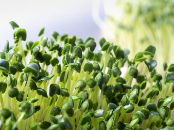 Sementes de chia confirmam padrão da natureza sugerido por Alan Turing