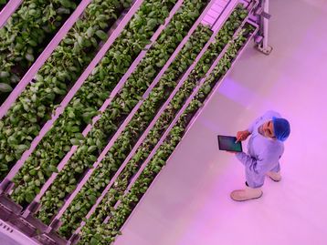 Conheça as fazendas verticais, o futuro da agricultura mundial