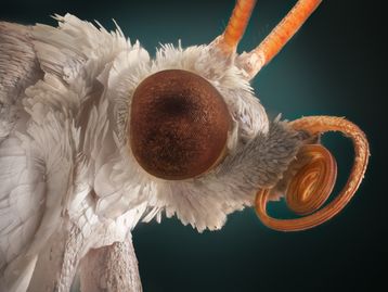 Olhos de borboleta para ver o câncer! Veja estudo
