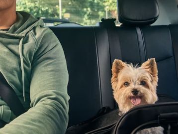 Uber Pet: categoria que permite transportar animais chega a São Paulo e Rio