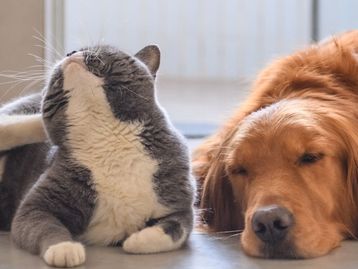 Será que alguns gatos e cachorros podem ser alérgicos a seres humanos?