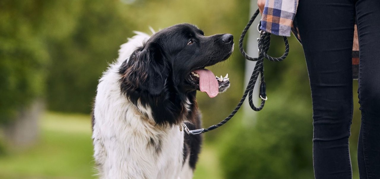 Ter animal de estimação te faz ser mais ativo?