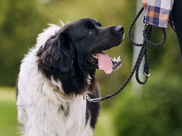 Ter animal de estimação te faz ser mais ativo?