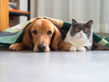 Tinder faz ação para incentivar adoção de animais; confira