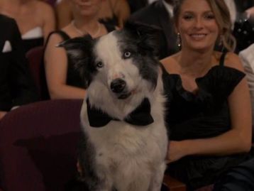 Oscar 2024: conheça o cachorro que roubou a cena na premiação