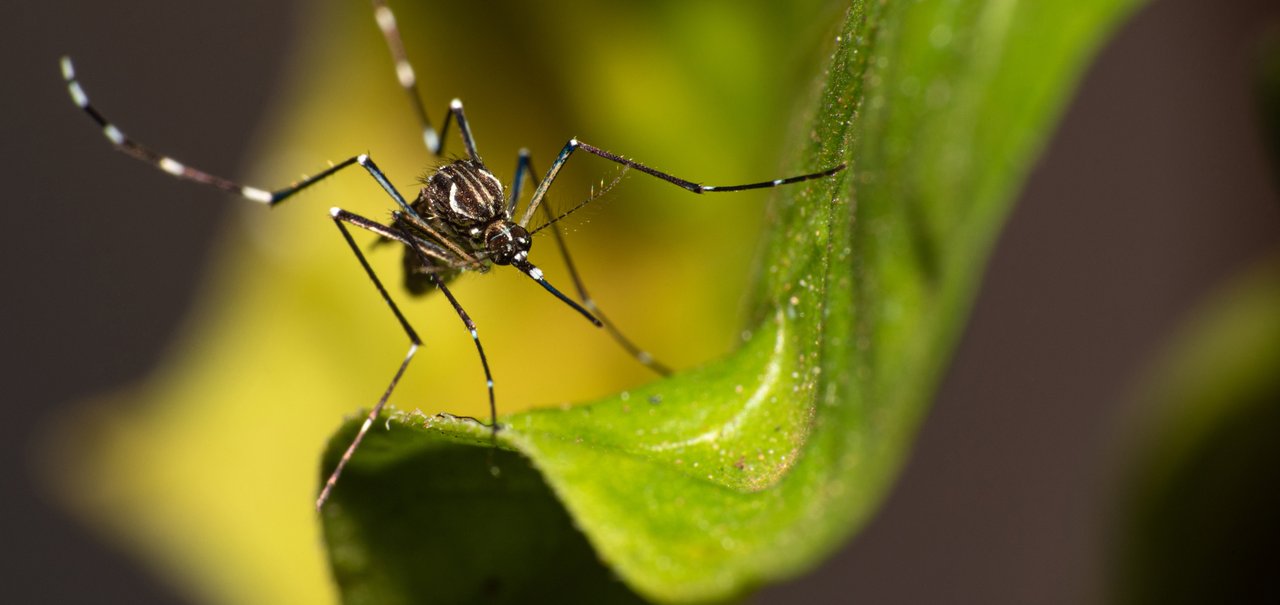 Dengue: por que o Brasil ainda falha no combate a doença?