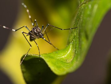 Dengue: por que o Brasil ainda falha no combate a doença?