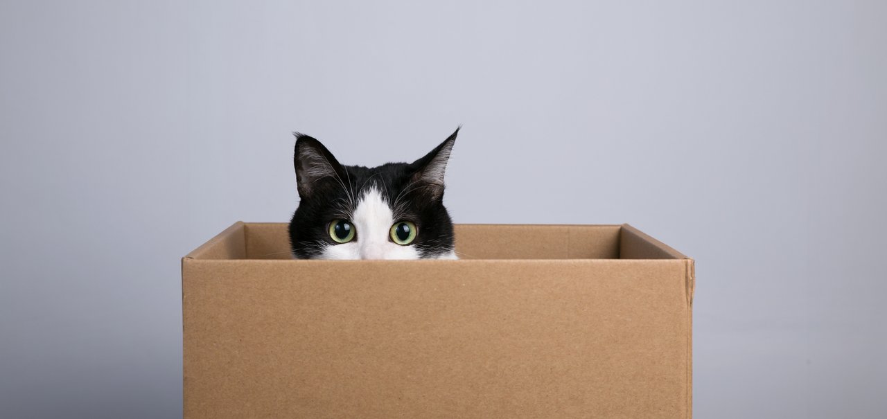 A ciência por trás do paradoxo do gato de Schrödinger