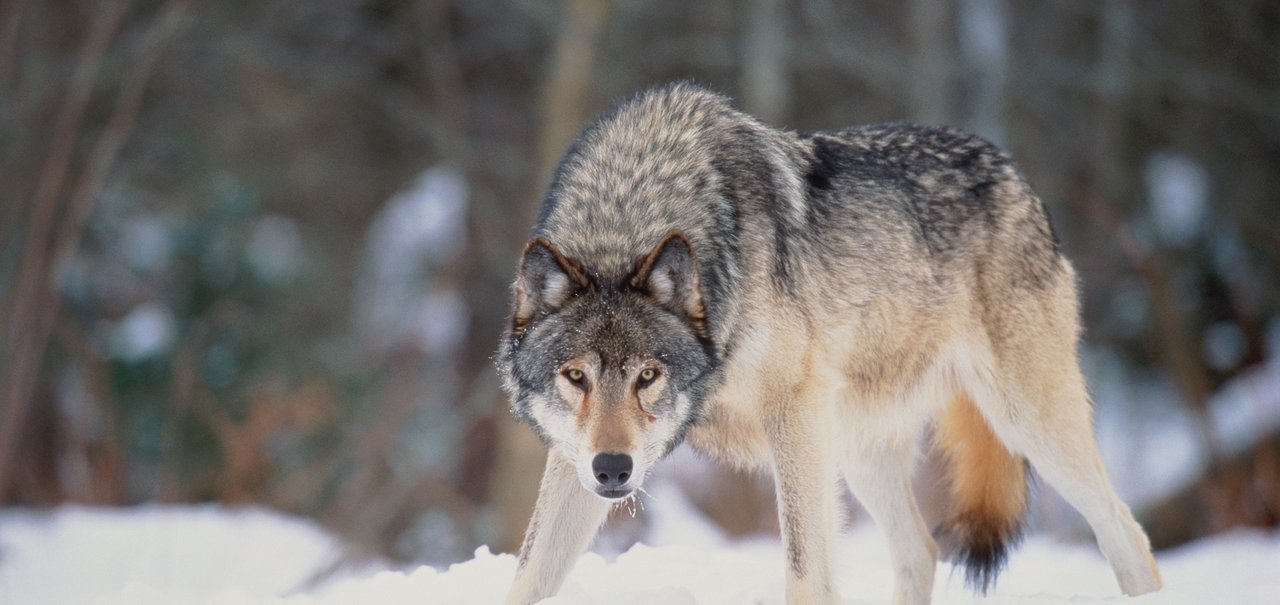 Lobo mumificado de 44 mil anos encontrado no permafrost da Sibéria pode conter bactérias vivas