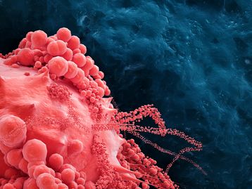 Vida após a morte? Cientistas descobrem o 'terceiro estado de existência'