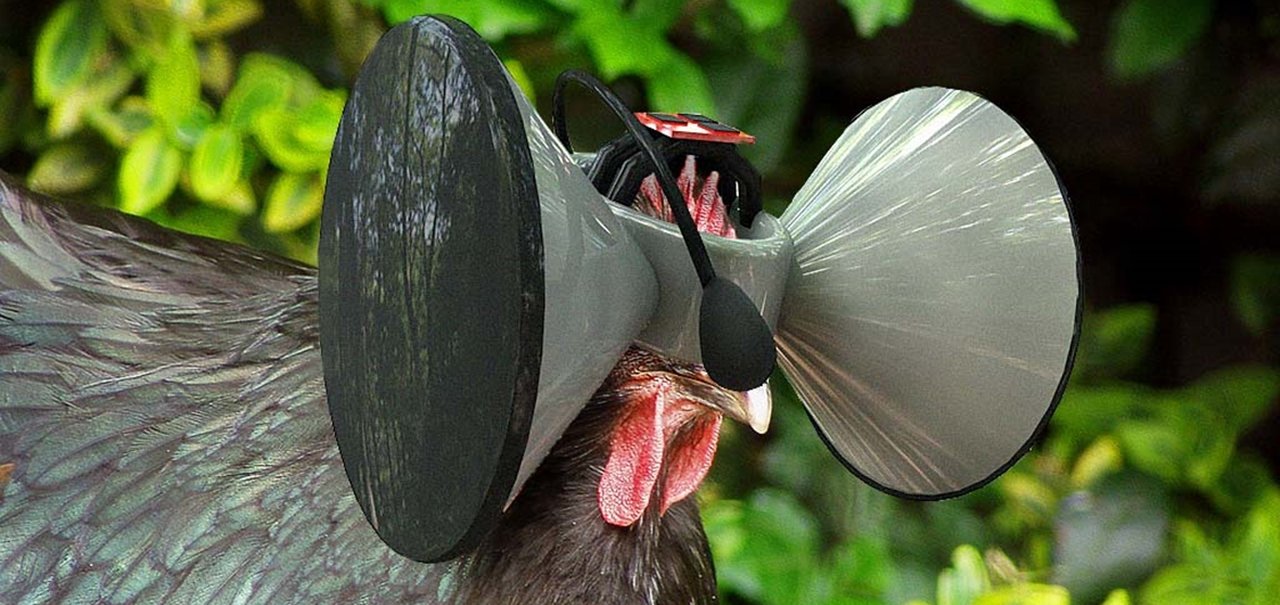 "Oculus Rift para galinhas" garante liberdade às aves por meio da RV