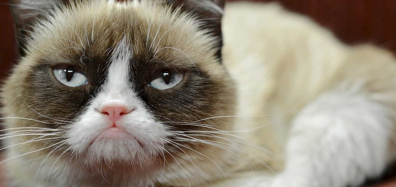 Grumpy Cat, a gata mal-humorada da internet, vai estrelar especial de Natal