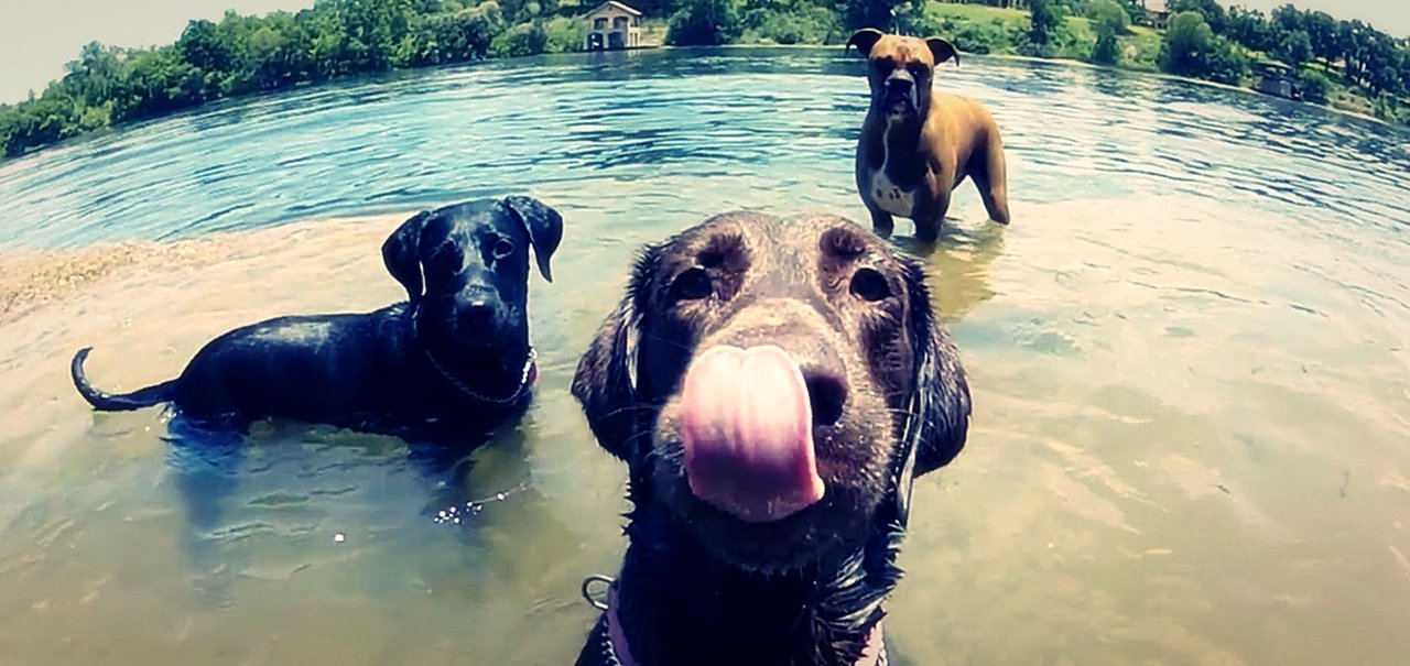 Novo acessório da GoPro permite ver o mundo pelos olhos do seu cão [vídeo]