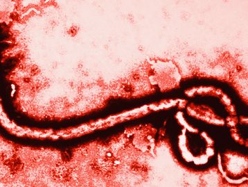 Tecnologia da informação e aplicativos são as novas armas contra o ebola