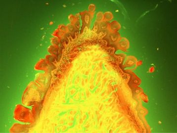 Microscópio da GE registra belas imagens celulares de forma automática