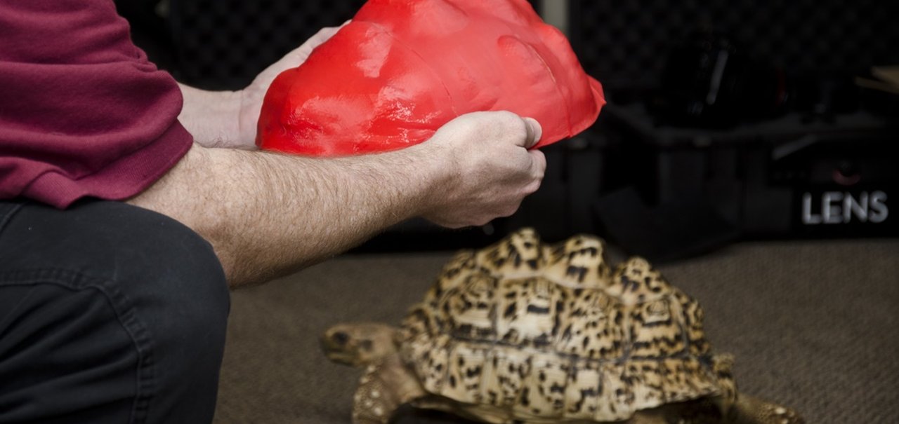 Tartaruga ganha casco feito por impressora 3D