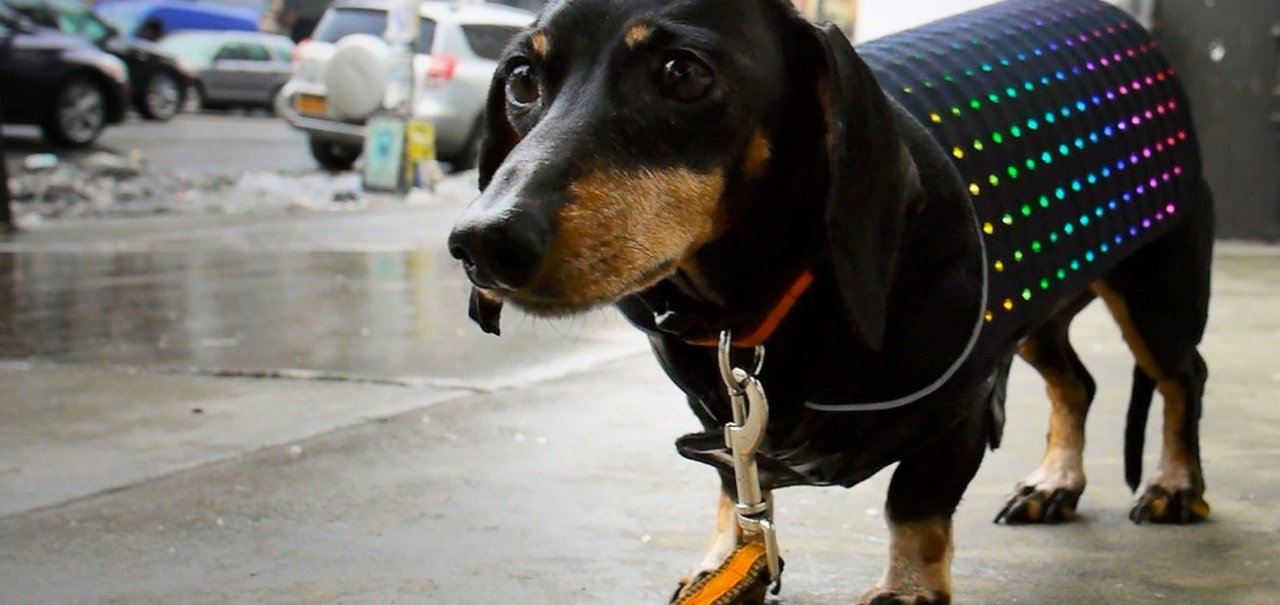 Como aquecer o seu cachorro e deixar ele estiloso pra caramba? Disco Dog