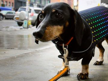 Como aquecer o seu cachorro e deixar ele estiloso pra caramba? Disco Dog