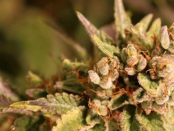 Maconha: a nova aposta das startups de tecnologia para ganhar dinheiro