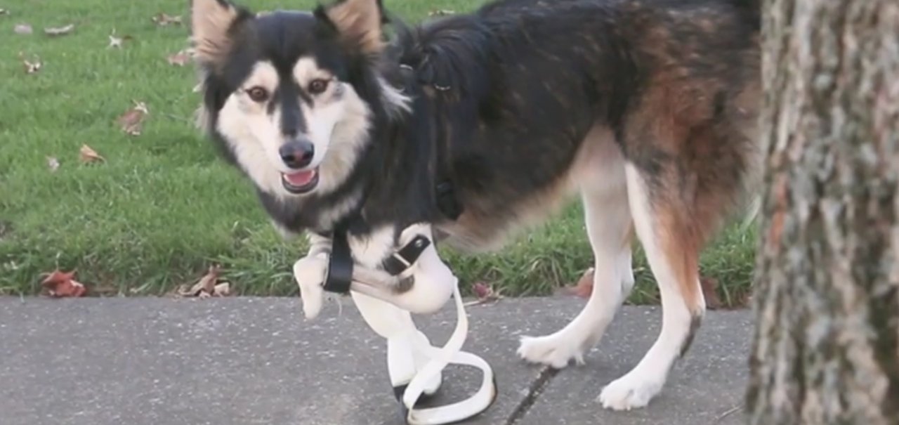 Derby, o cachorro de 'patas impressas em 3D', ganha novas próteses