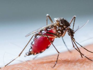 Engenharia genética pode acabar com doenças transmitidas por mosquitos