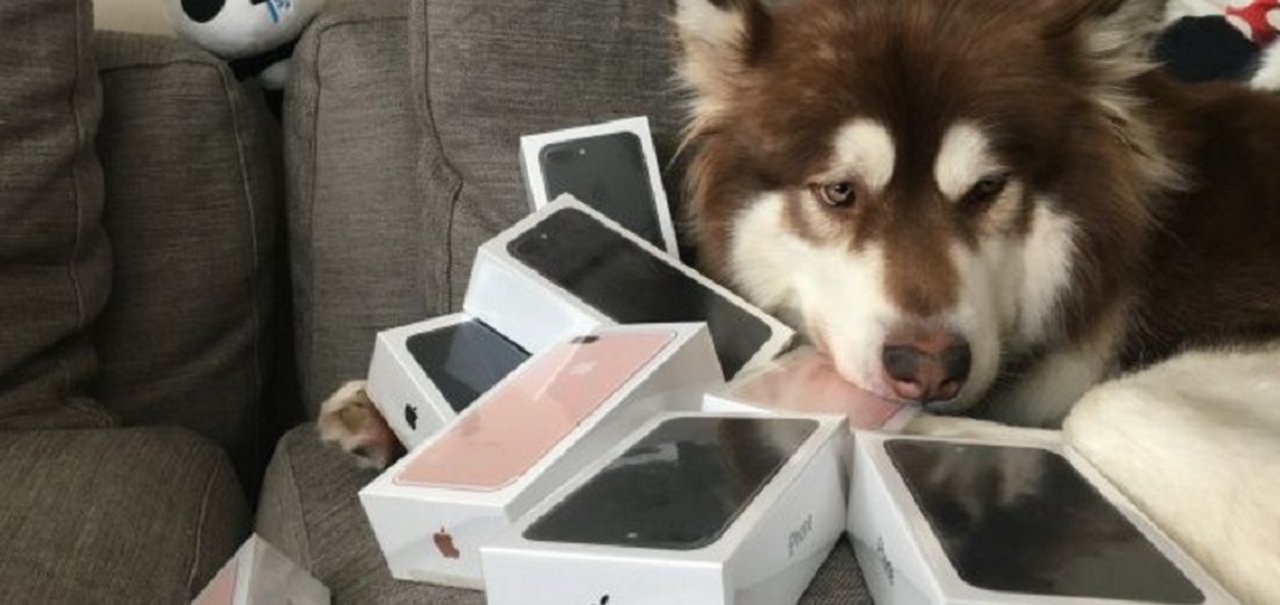 Vida de cão? Um cachorro malamute 'ganhou' oito iPhones 7 