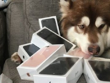 Vida de cão? Um cachorro malamute 'ganhou' oito iPhones 7 