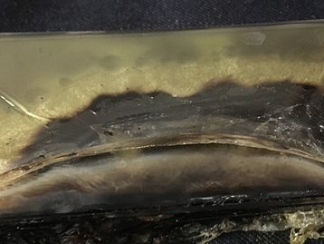 Nem ela sabe! Samsung ainda não descobriu por que o Note 7 explode