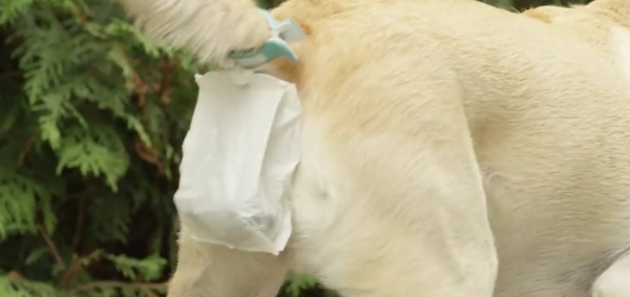 Pois é! Alguém criou um sistema que coleta cocô de cachorro direto na fonte