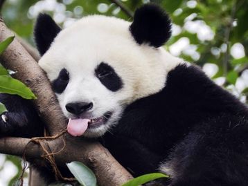 Sim, a China está construindo uma usina solar na forma de um panda