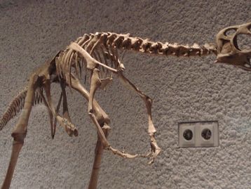 Jovem de 10 anos encontra erro em dinossauro de Museu de História Natural