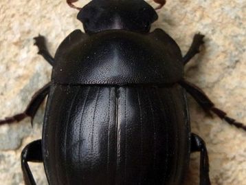 Cuidado: ransomware Scarab é disparado para mais de 12 milhões de emails 